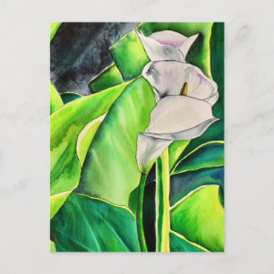 Carte Postale Arum blanc Lily aquarelle tropicale florale