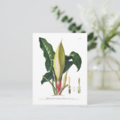 Carte Postale Arum lily (Debout devant)