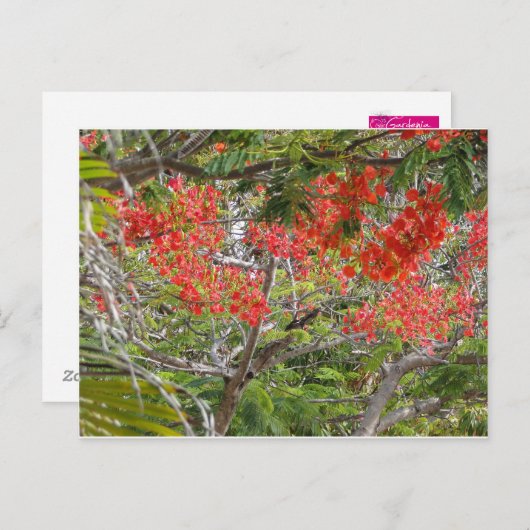 Carte Postale Arvore (Devant / Derrière)