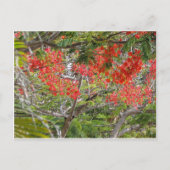 Carte Postale Arvore (Devant)