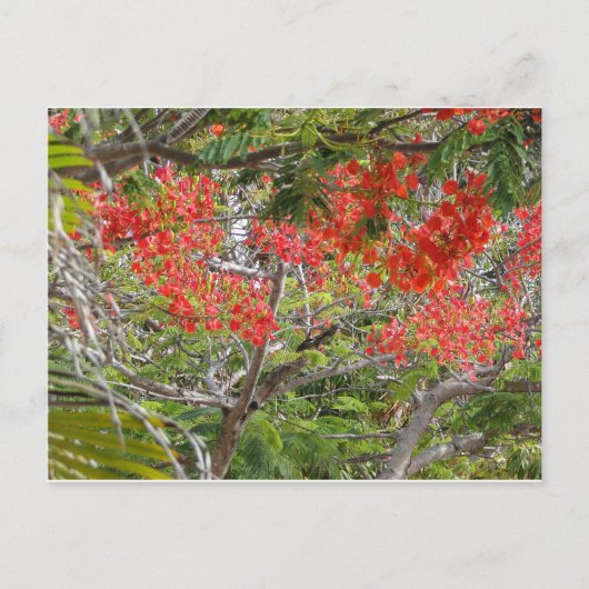 Carte Postale Arvore (Devant)