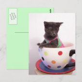 Carte Postale arys kitten (Devant / Derrière)