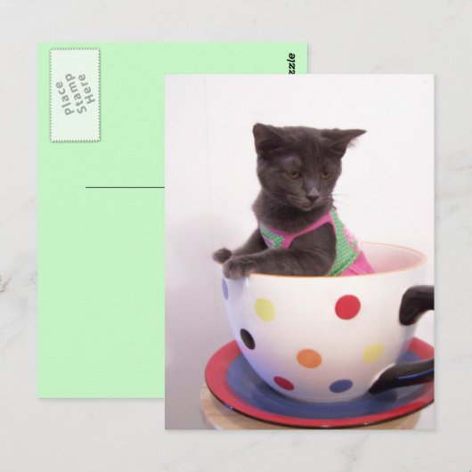 Carte Postale arys kitten (Devant / Derrière)