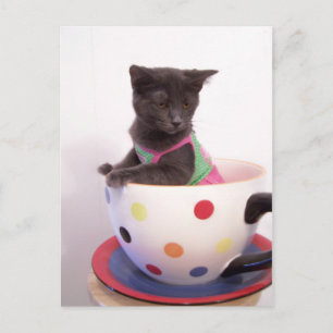 Carte Postale arys kitten
