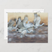 Carte Postale Ascenseur au large des grues de Sandhill (Devant / Derrière)