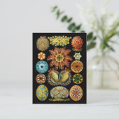 Carte Postale Ascidiacea (Debout devant)