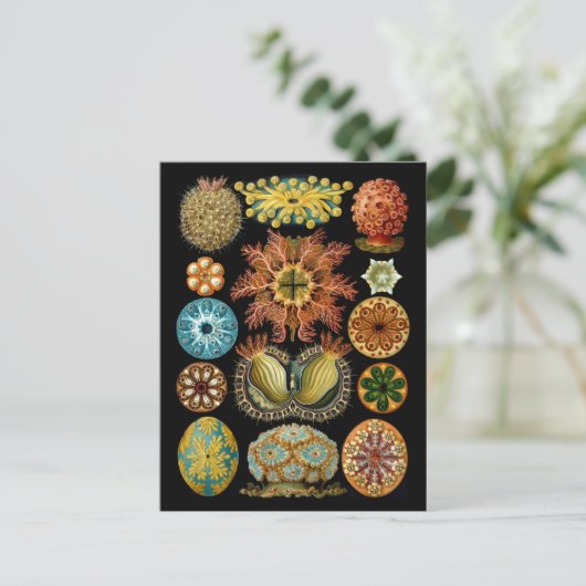 Carte Postale Ascidiacea (Debout devant)