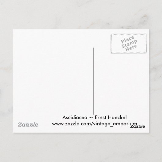 Carte Postale Ascidiacea (Dos)