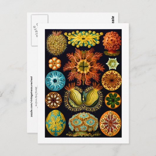 Carte Postale Ascidiacea (Equipes de mer), Ernst Haeckel Fine Ar (Devant / Derrière)