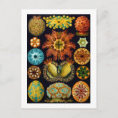 Carte Postale Ascidiacea (Equipes de mer), Ernst Haeckel Fine Ar (Devant)