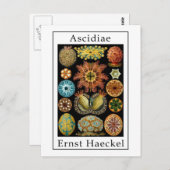 Carte Postale Ascidiae par Ernst Haeckel (Devant / Derrière)