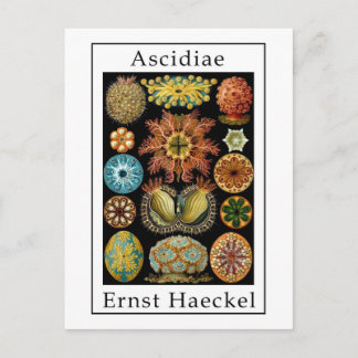 Carte Postale Ascidiae par Ernst Haeckel