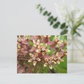 Carte Postale Asclépiade commune (Debout devant)