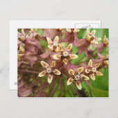 Carte Postale Asclépiade commune (Devant / Derrière)