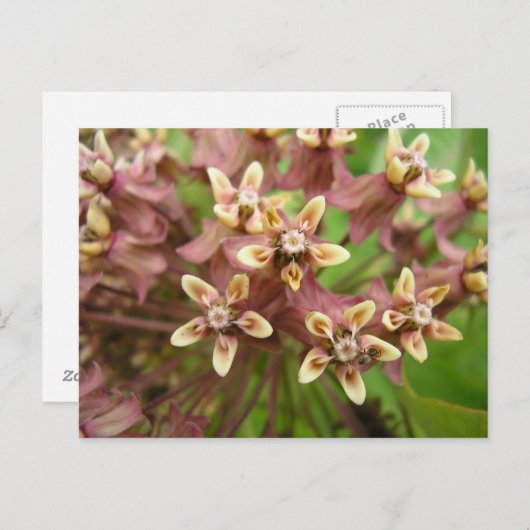 Carte Postale Asclépiade commune (Devant / Derrière)