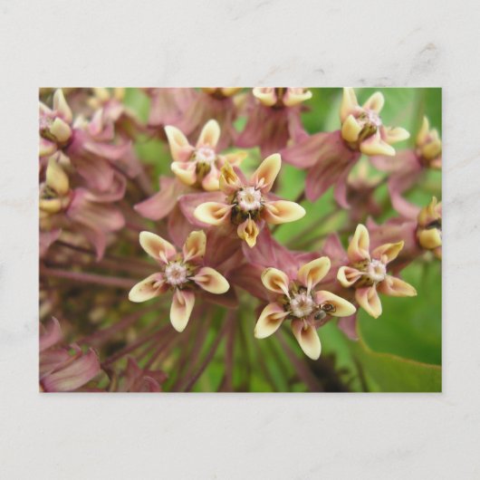 Carte Postale Asclépiade commune (Devant)