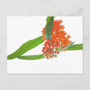 Carte Postale Asclépiade Tubéreuse sur Fond Blanc