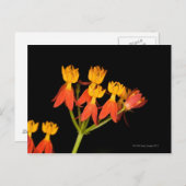 Carte Postale Asclepias curassavica - (Devant / Derrière)