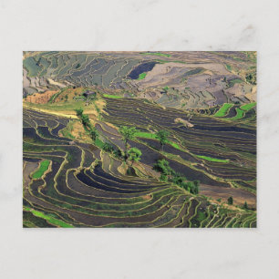 Carte Postale Asia, China, Yunnan, Honghe. Rice Terraces near