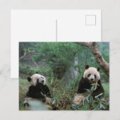 Carte Postale Asie, Chine, Chengdu. Sanctuaire de Panda géant (Devant / Derrière)