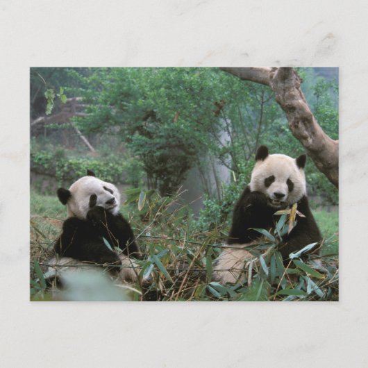 Carte Postale Asie, Chine, Chengdu. Sanctuaire de Panda géant (Devant)