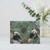 Carte Postale Asie, Chine, Chengdu. Sanctuaire de Panda géant (Debout devant)