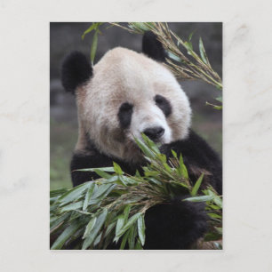 Carte Postale Asie, Chine Chongqing. Panda géant