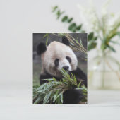 Carte Postale Asie, Chine Chongqing. Panda géant (Debout devant)