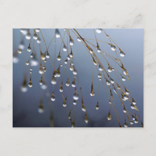 Carte Postale Asie, Chine Huansan, Dewdrops