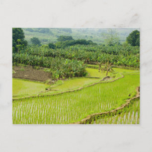 Carte Postale Asie, Chine, province du Yunnan, Honghe. Banane