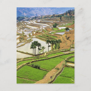 Carte Postale Asie, Chine, Yunnan, Honghe. Terrasses de riz prè
