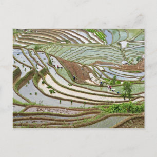 Carte Postale Asie, Chine, Yunnan, Jinping. Peuple Yi indigène