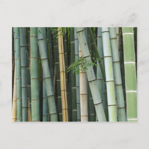 Carte Postale Asie, Japon, Kyoto, Arashiyama, Sagano, Bambou