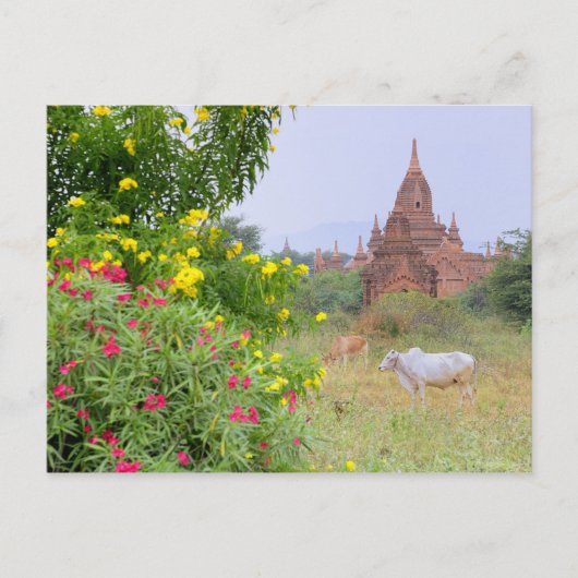 Carte Postale Asie, Myanmar (Birmanie), Bagan (païen). Vaches (Devant)