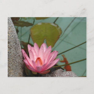 Carte Postale Asie, Viêt Nam. Nénuphar dans un étang de temple