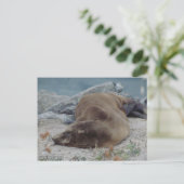 Carte Postale Asleep on the Rocks (Debout devant)