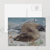 Carte Postale Asleep on the Rocks (Devant / Derrière)