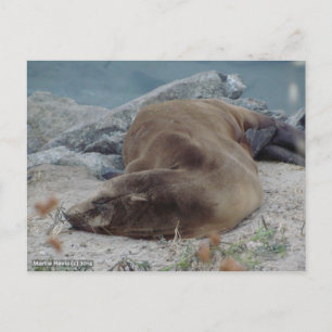 Carte Postale Asleep on the Rocks