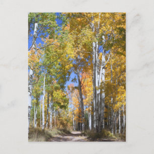 Carte Postale Aspect d'automne sur Pinyon Mesa