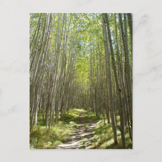 Carte Postale aspen du Flagstaff (Devant)