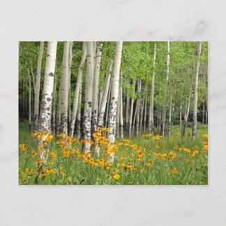 Carte Postale Aspen Grove au Nouveau-Mexique
