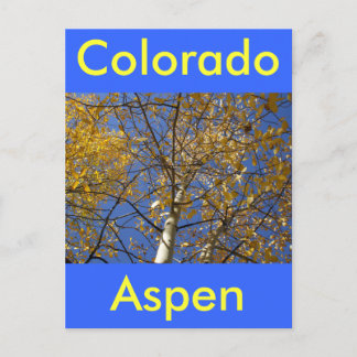 Carte Postale Aspen levant à travers les feuilles jaunes.