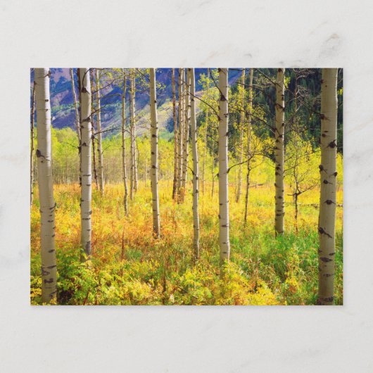 Carte Postale Aspen Trees (Devant)