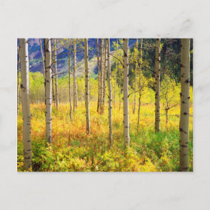 Carte Postale Aspen Trees