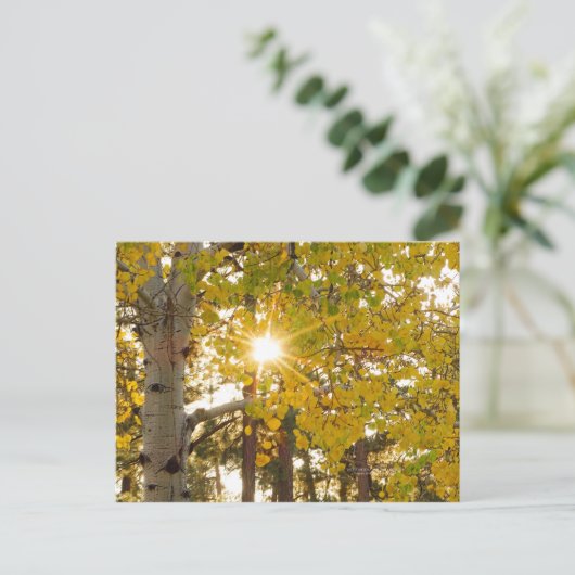 Carte Postale Aspen Trees Automne Chute Foliting Sunburst (Debout devant)