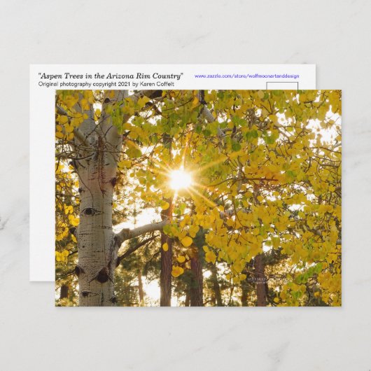 Carte Postale Aspen Trees Automne Chute Foliting Sunburst (Devant / Derrière)