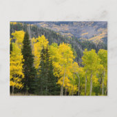 Carte Postale Aspen Trees (Populus Tremuloides) Et Conifères 2 (Devant)