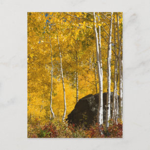 Carte Postale Aspens