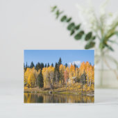 Carte Postale Aspens d'automne à Glacier Springs (Debout devant)