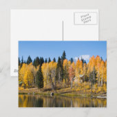 Carte Postale Aspens d'automne à Glacier Springs (Devant / Derrière)